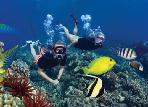 Snorkeling Trip to Tiran Island